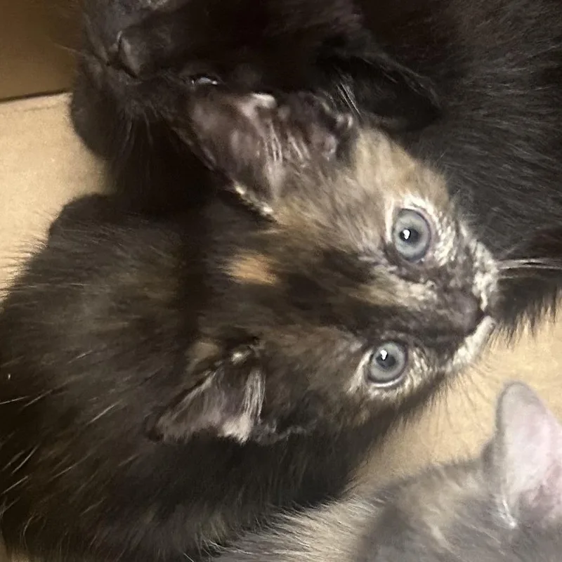 A baby small-sized female Black Domestic Short Hair cat named Banana Taffy for adoption in Philadelphia, PA