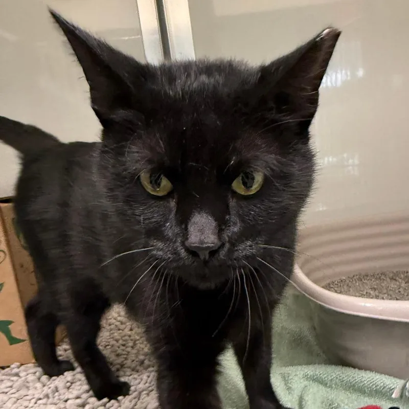 An adult large-sized female Black Domestic Short Hair cat named Vanta for adoption in Saint Charles, MO