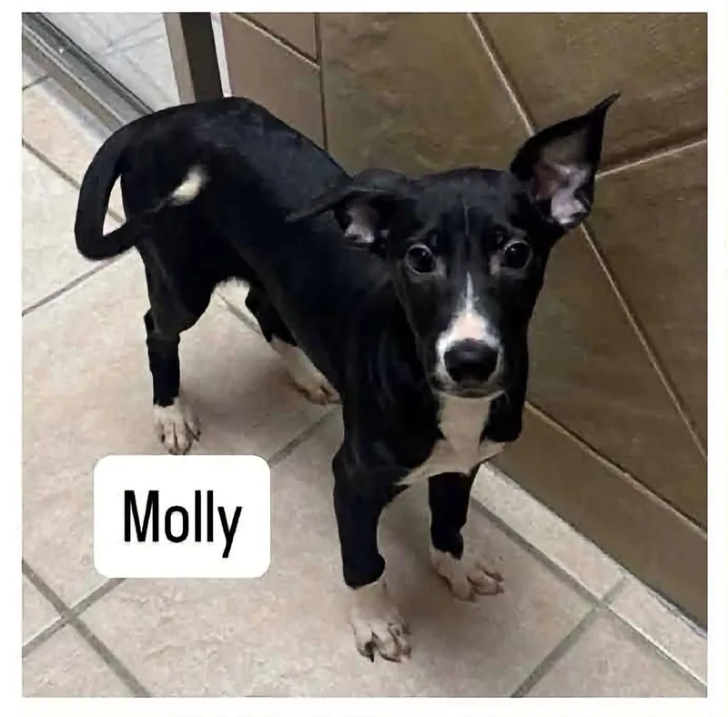 Molly thumbnail 2