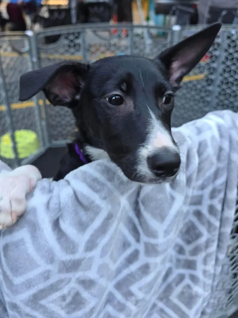 Molly thumbnail 3