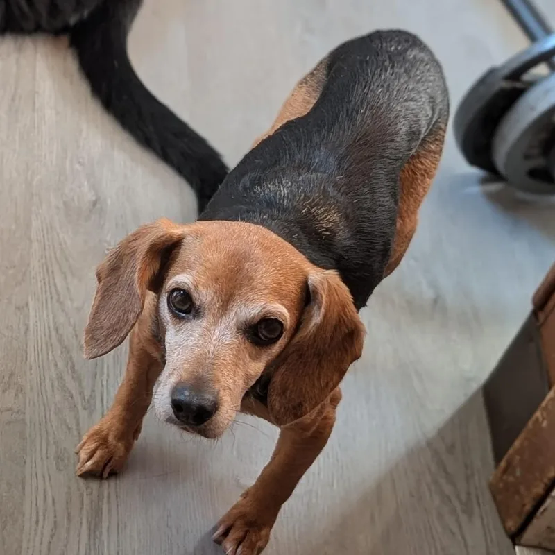 An adult small-sized female Beagle dog named Pretzel for adoption in Richmond, VA