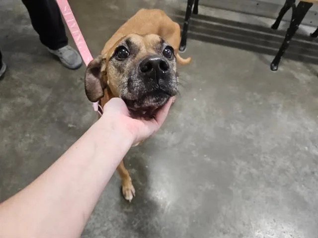 Stella