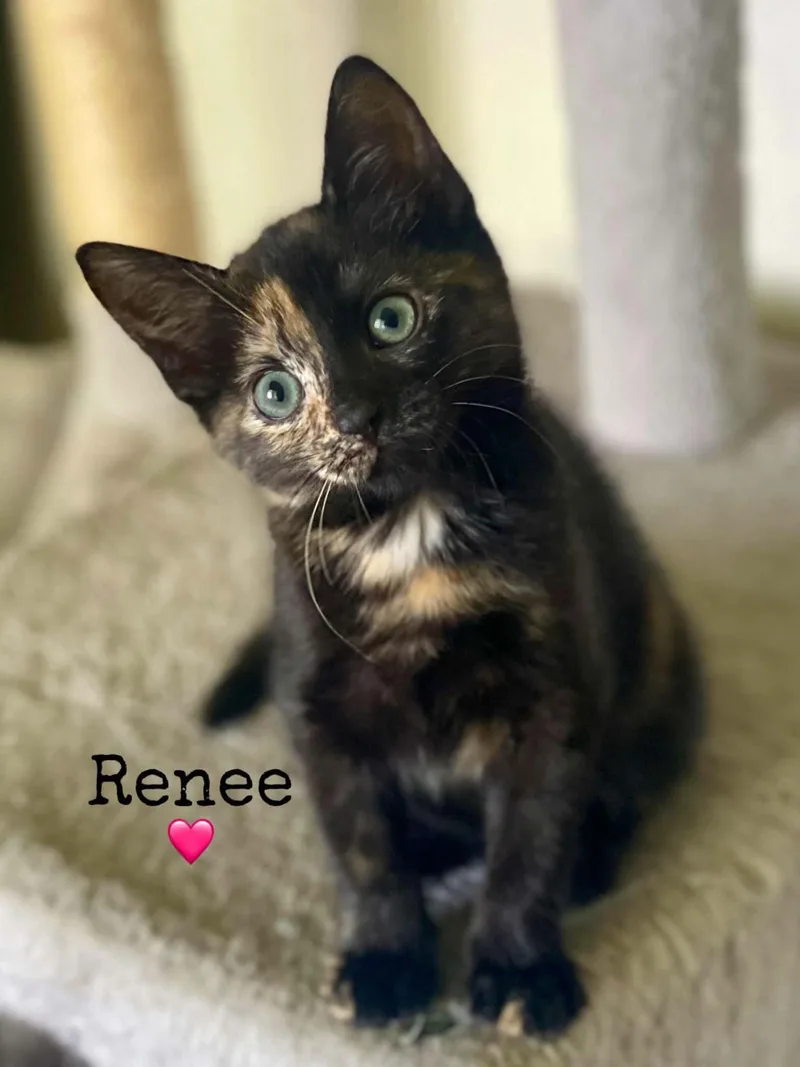 A baby medium-sized female Tortoiseshell Domestic Short Hair cat named Renee for adoption in Dansville, NY