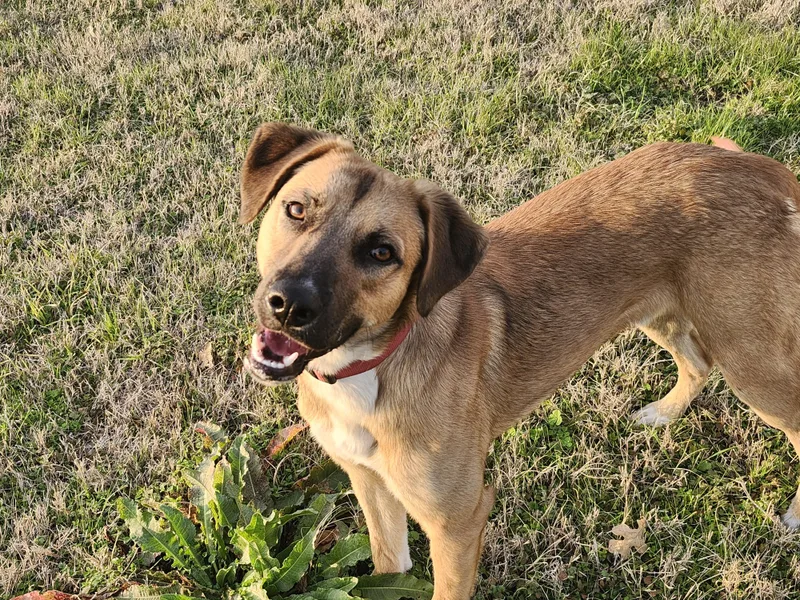 An adult large-sized male Belgian Shepherd / Malinois dog named Finn for adoption in Vancouver, WA