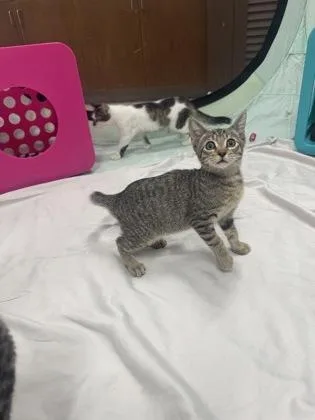 A baby small-sized male Domestic Short Hair cat named Jed for adoption in Honolulu, HI