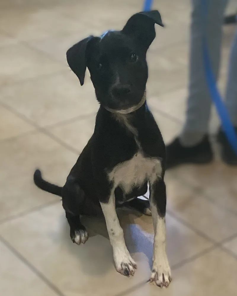 A baby medium-sized male Black Terrier dog named Milo for adoption in Slidell, LA