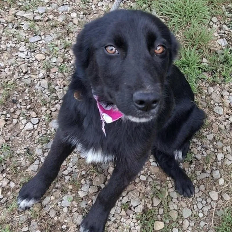 A young small-sized female Black Border Collie dog named Cricket for adoption in Hackett, AR