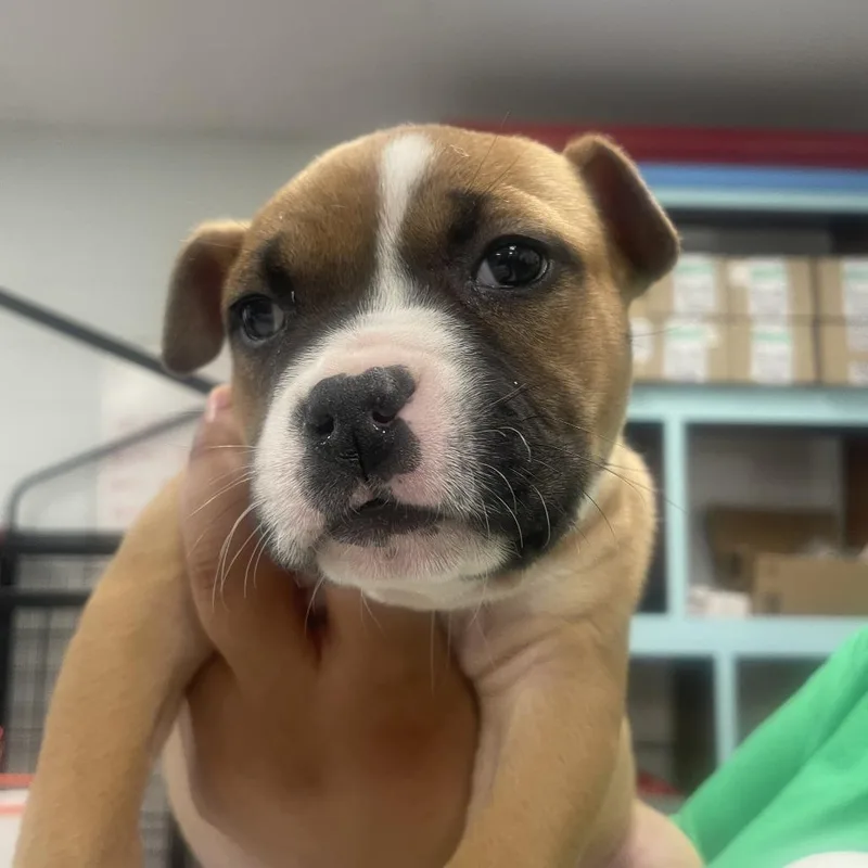 Cheezeit thumbnail 2