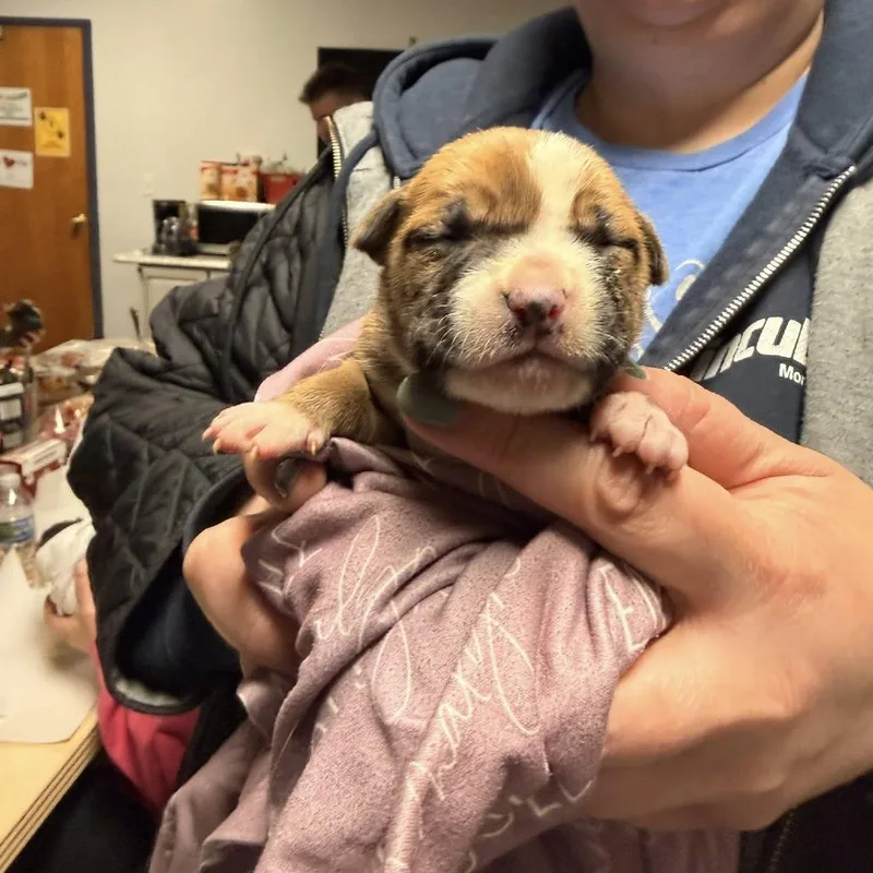 Cheezeit thumbnail 3