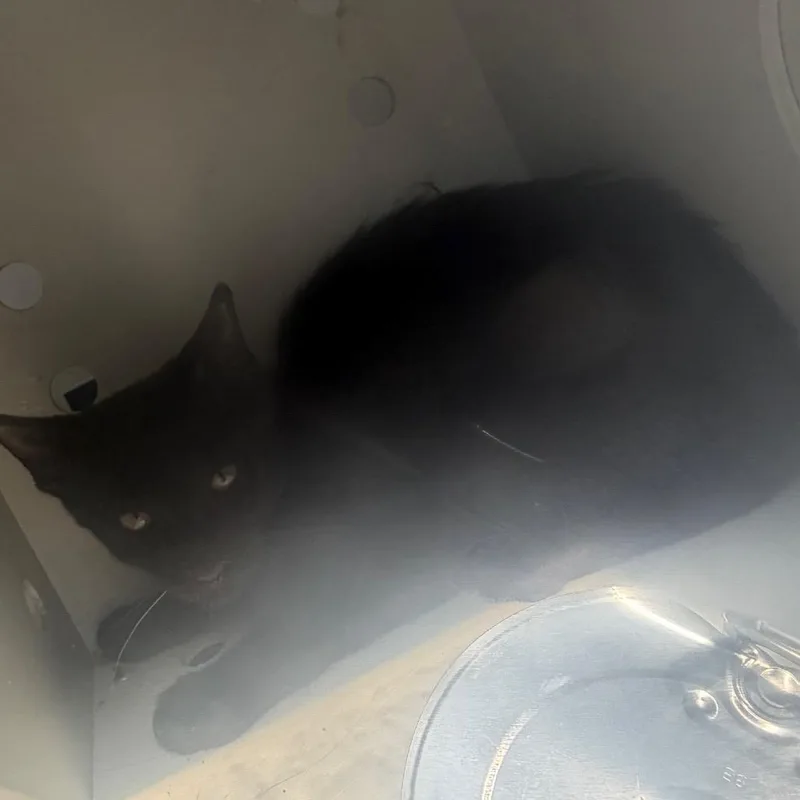 A baby small-sized male Black Domestic Short Hair cat named Bagheera for adoption in Pine Bluff, AR