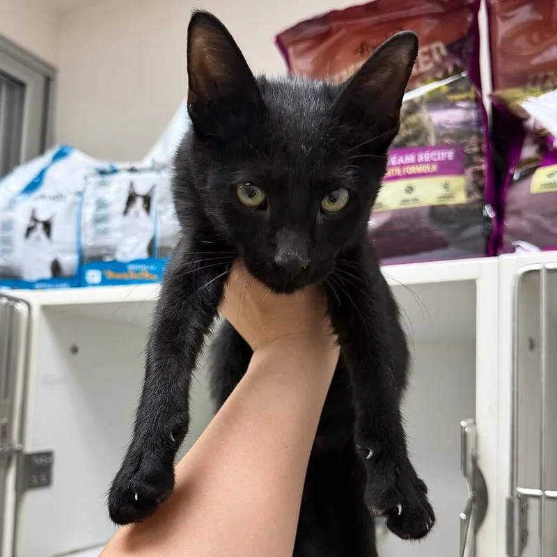 Bagheera thumbnail 2