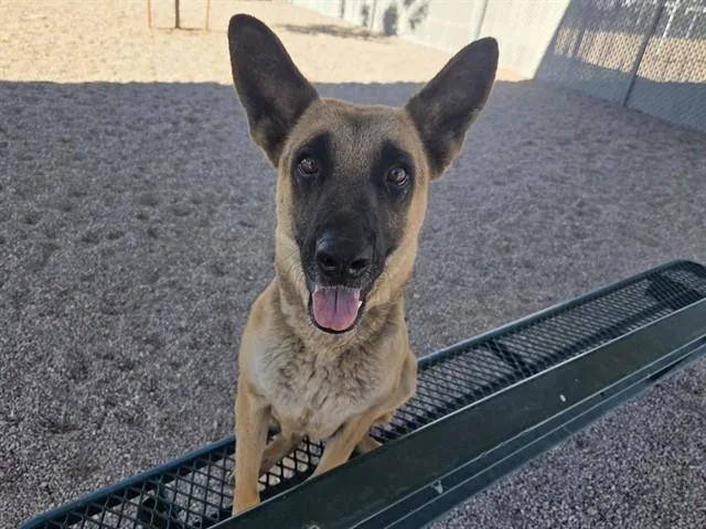 An adult large-sized female German Shepherd Dog dog named Starlight for adoption in Mesa, AZ