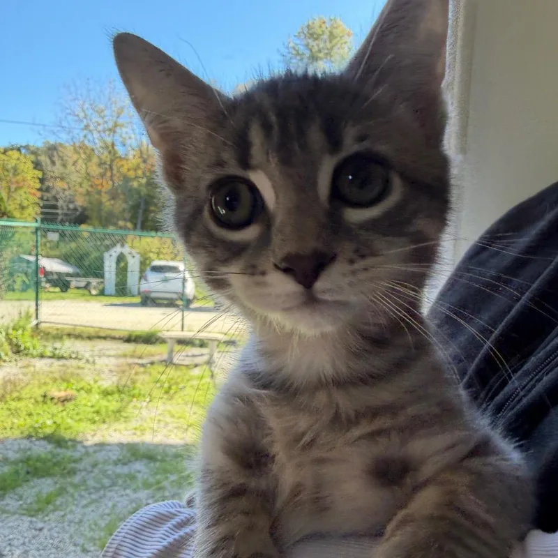 A baby small-sized male Domestic Short Hair cat named Aspen for adoption in Pittsford, VT