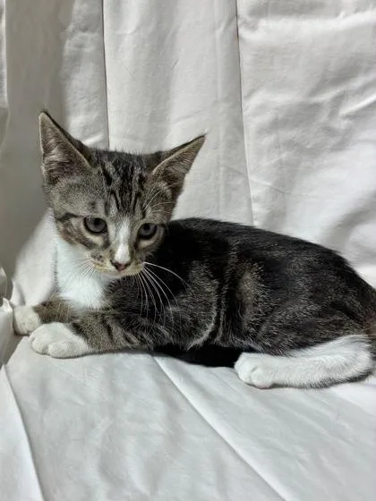 A baby small-sized male Domestic Medium Hair cat named Kelso for adoption in New Orleans, LA