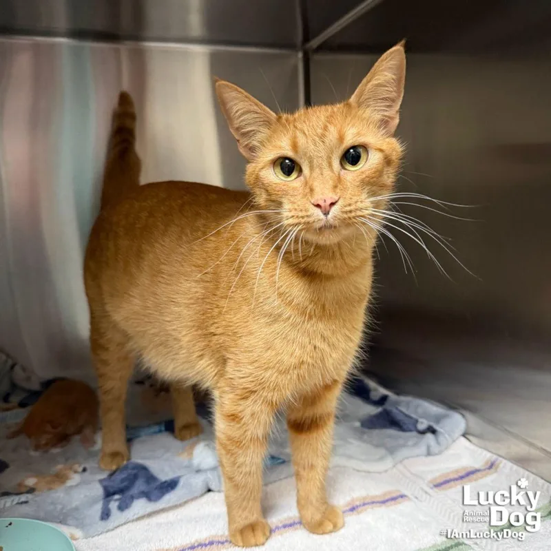 An adult medium-sized female Orange / Red Domestic Short Hair cat named Elle for adoption in Washington, DC