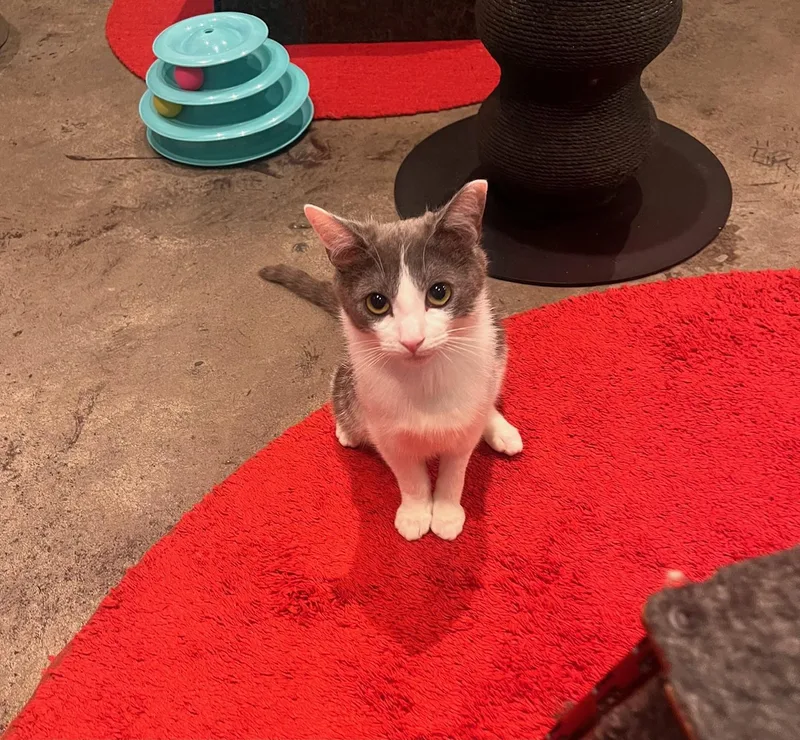 A young small-sized female White Domestic Short Hair cat named Tetra for adoption in New York, NY