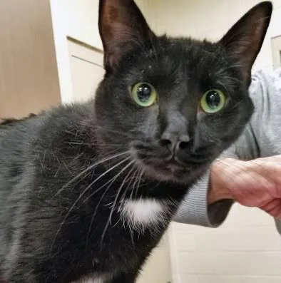 An adult small-sized male Domestic Short Hair cat named Bear for adoption in Fishers, IN