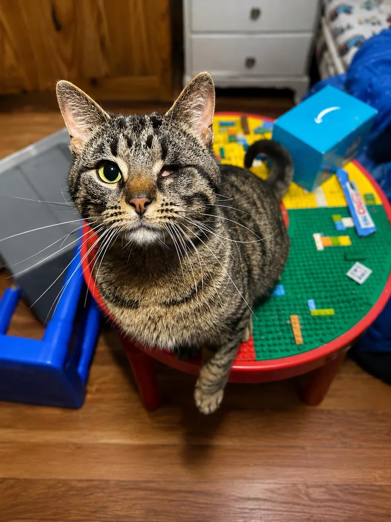 An adult medium-sized male Tabby (Buff / Tan / Fawn) Domestic Short Hair cat named Blink for adoption in Akron, OH