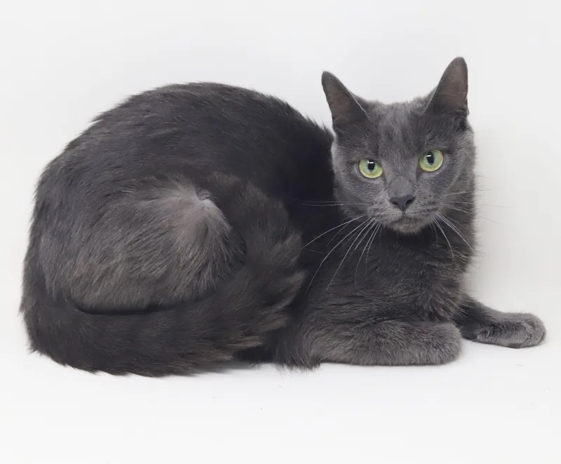 A young medium-sized female Gray / Blue / Silver Russian Blue cat named Taatee  SWEET CUDDLY for adoption in Bedford Hills, NY
