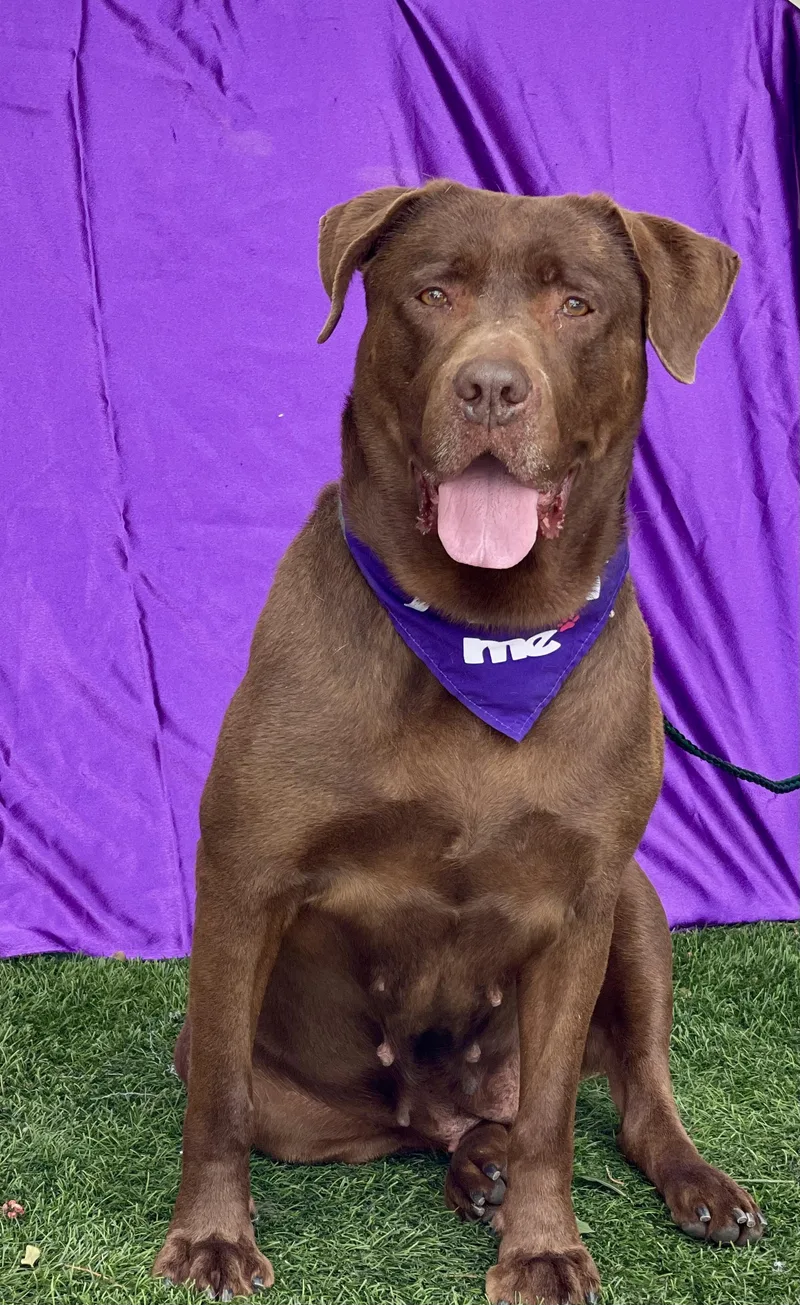 An adult large-sized female Chocolate Labrador Retriever dog named Missy for adoption in Rowland Heights, CA