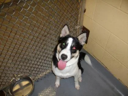 A baby medium-sized female Siberian Husky dog named Carmen for adoption in Dothan, AL