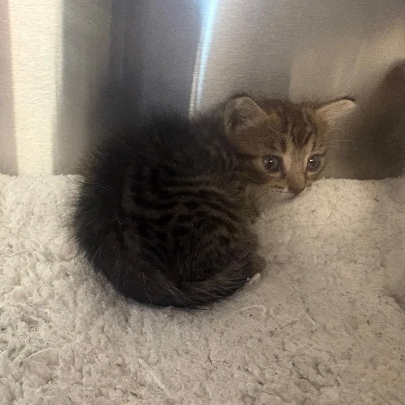 A baby small-sized male Gray / Blue / Silver Domestic Short Hair cat named Sierra for adoption in Webster, TX