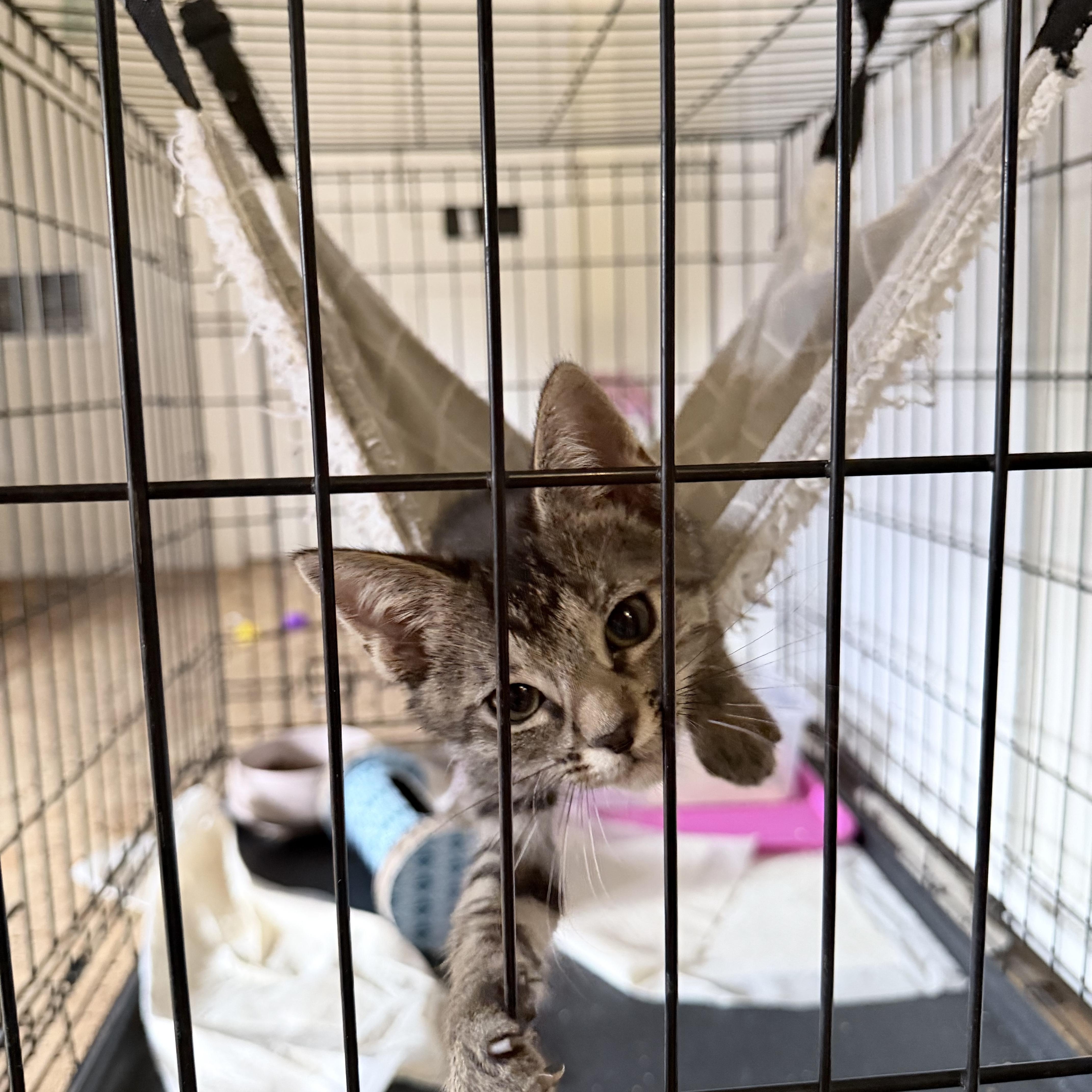 A baby small-sized female Tabby (Gray / Blue / Silver) Domestic Short Hair cat named Boromir for adoption in Pocatello, ID