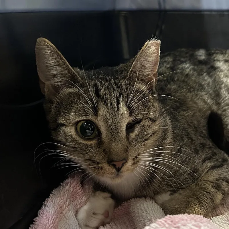 A young medium-sized female Brown / Chocolate Domestic Short Hair cat named Wonky for adoption in Oyster Bay, NY