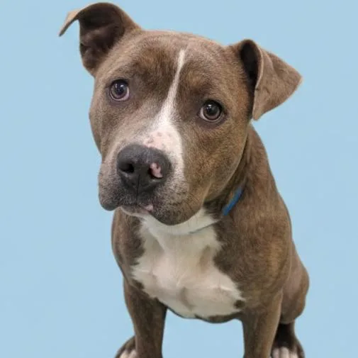 An adult large-sized male Brindle Mixed Breed dog named Avi for adoption in Bartlett, TN