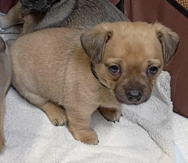 A baby small-sized female Yellow / Tan / Blond / Fawn Chihuahua dog named Jack And Diane for adoption in Garland, TX