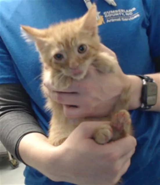 A baby small-sized male Domestic Medium Hair cat named Cheeto for adoption in Fayetteville, NC