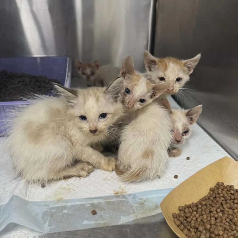 A baby small-sized male White Domestic Short Hair cat named A Bloomin Baby for adoption in Austin, TX