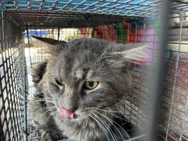 An adult medium-sized male Domestic Medium Hair cat named Th for adoption in Rancho Cucamonga, CA