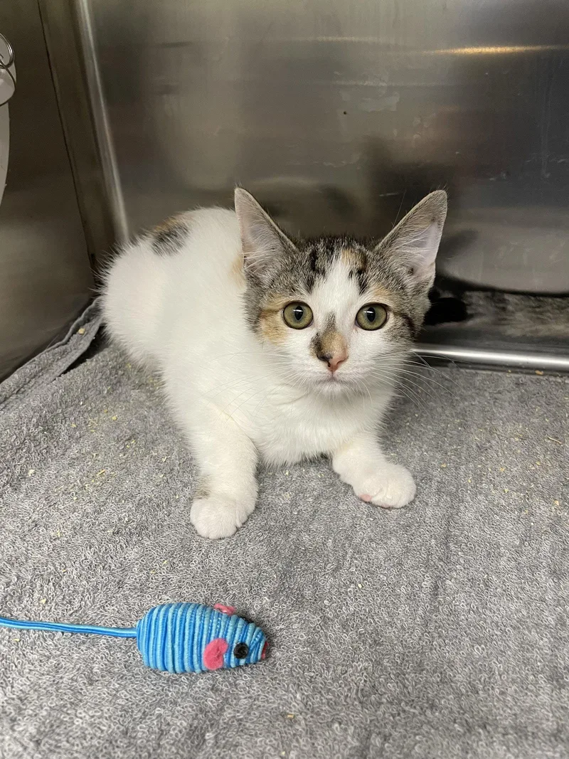 A baby medium-sized female Calico cat named Ravioli for adoption in Georgetown, KY