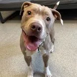 An adult medium-sized male Yellow / Tan / Blond / Fawn Mixed Breed dog named Grayson for adoption in Lansing, MI