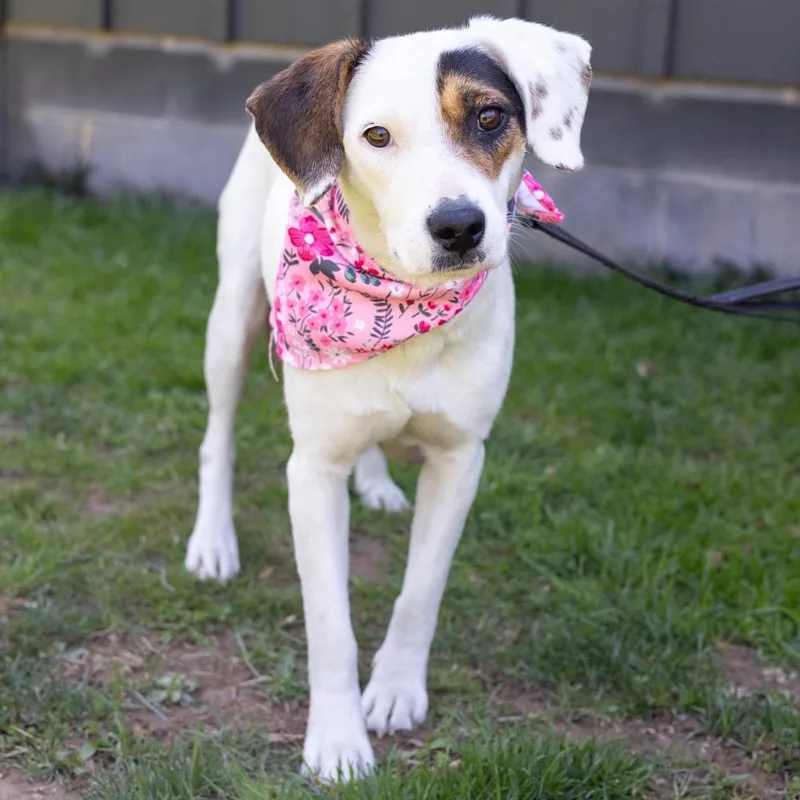 A young medium-sized female Brown / Chocolate Beagle dog named Suzieavail for adoption in West Grove, PA