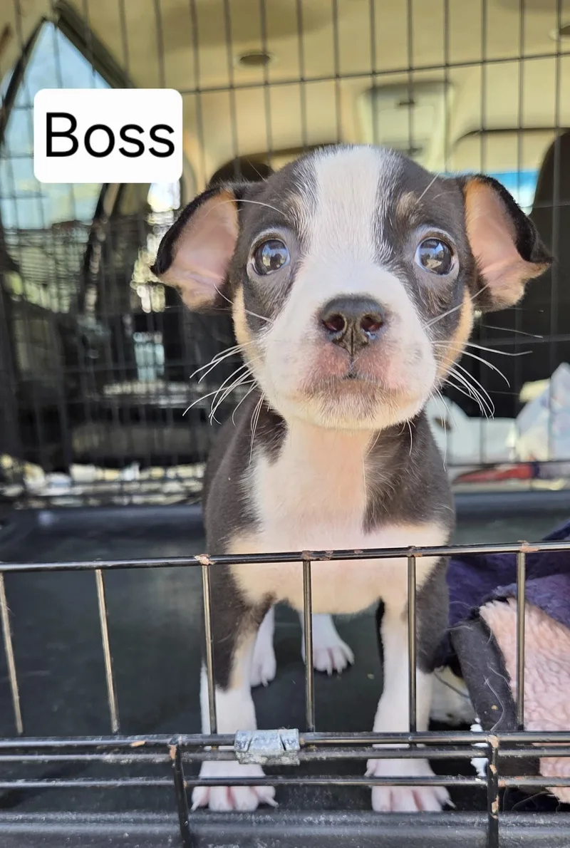 A baby medium-sized male Jack Russell Terrier dog named Boss for adoption in Manchester, CT