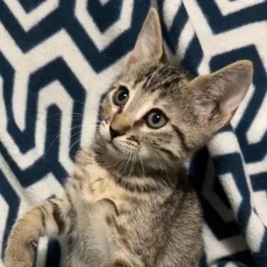 A baby small-sized female Brown / Chocolate Domestic Short Hair cat named Kalamazoo for adoption in Boerne, TX