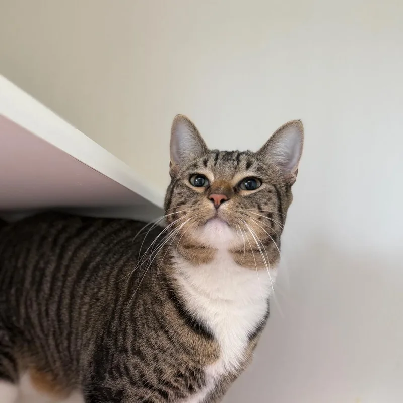 A young large-sized male Domestic Short Hair cat named Joey for adoption in Tulsa, OK