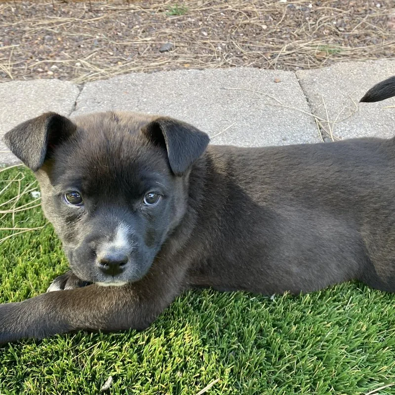 Holstein thumbnail 2