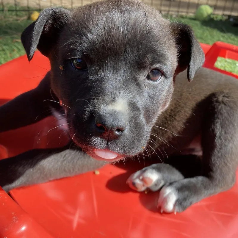 Holstein thumbnail 3