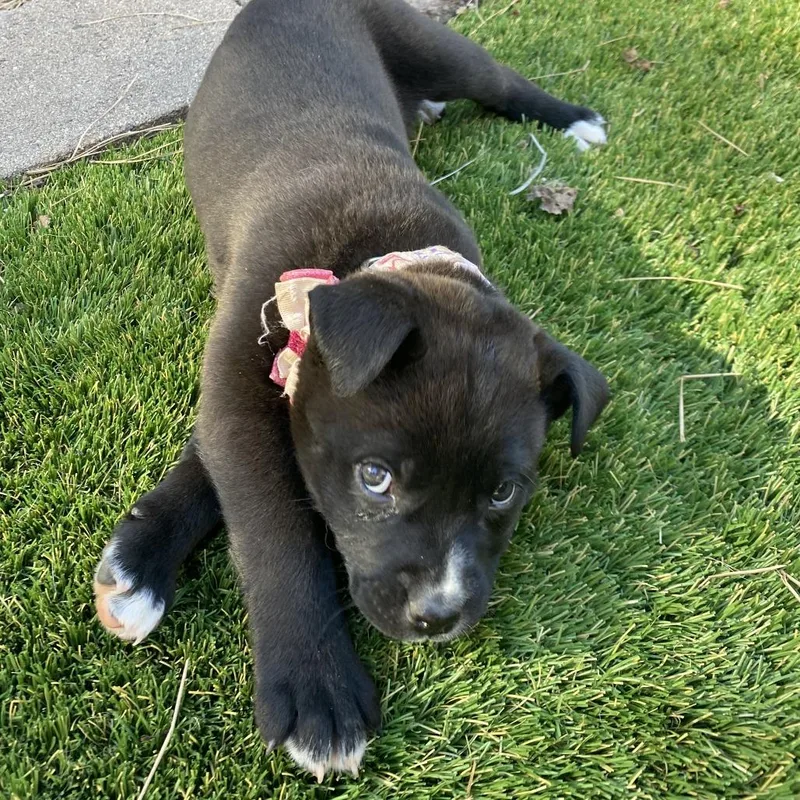 Holstein thumbnail 4