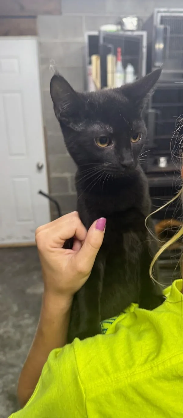 A young medium-sized female Domestic Short Hair cat named Thelma for adoption in Campbellsville, KY