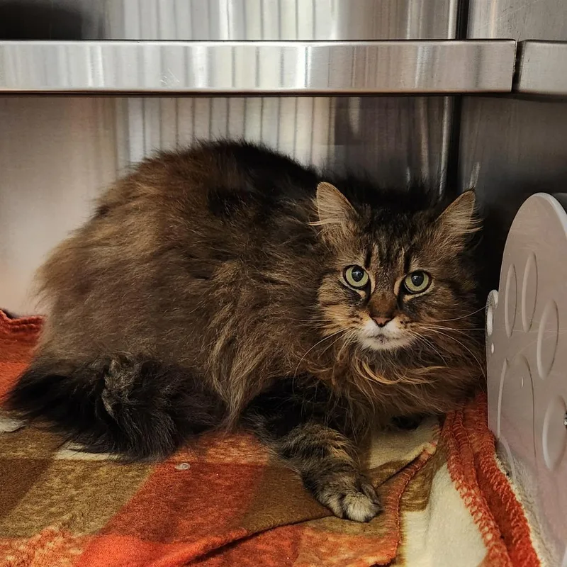 An adult medium-sized female Brown / Chocolate Domestic Long Hair cat named Meeko for adoption in Delaware, OH