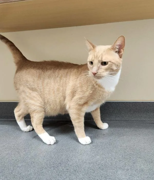 An adult large-sized male Domestic Short Hair cat named Cheesy for adoption in Kennewick, WA