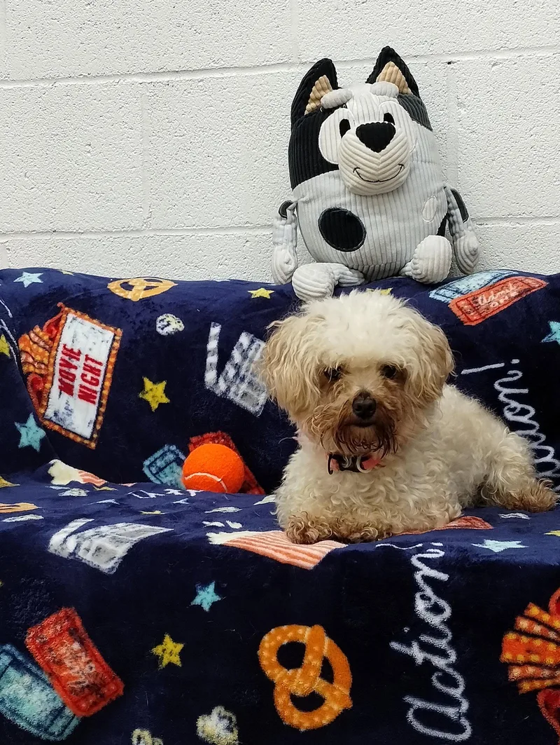 A young small-sized female Poodle dog named Clover for adoption in York, SC