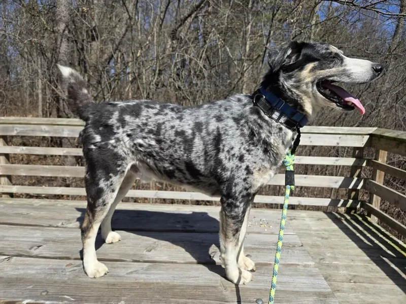 An adult medium-sized male Merle (Blue) Australian Shepherd dog named Ronin for adoption in Ringwood, IL