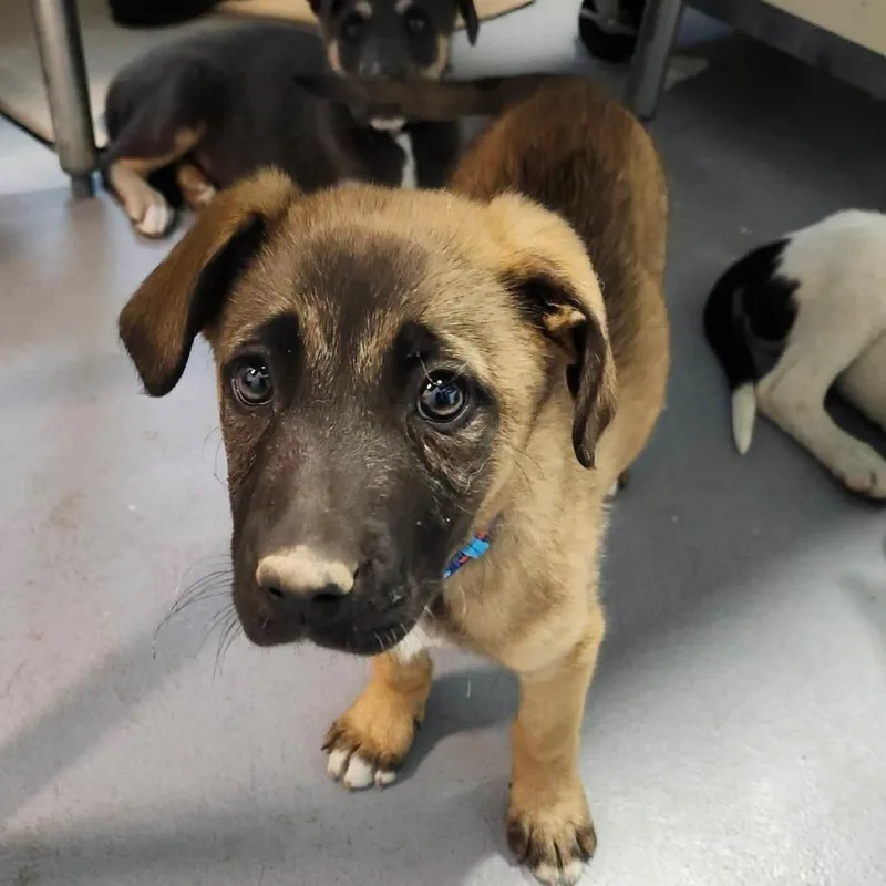 A baby small-sized female Brown / Chocolate Mixed Breed dog named Kennedy for adoption in Beckley, WV