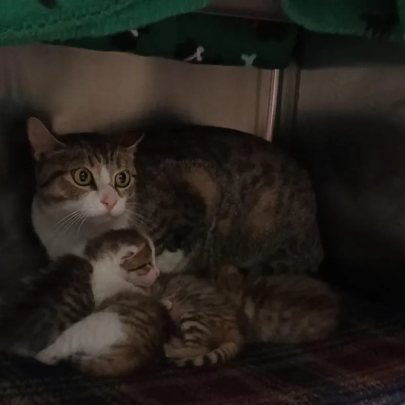An adult medium-sized female Brown / Chocolate Domestic Short Hair cat named Mama Morel for adoption in Chattanooga, TN