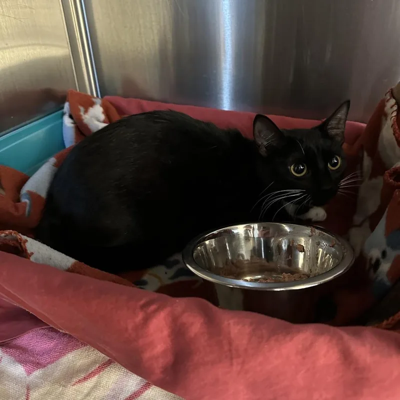An adult medium-sized female Black Domestic Short Hair cat named Whitney for adoption in Lynchburg, VA
